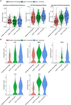 Myeloid PFKFB3-mediated glycolysis promotes <mark class="highlighted">kidney fibrosis</mark>